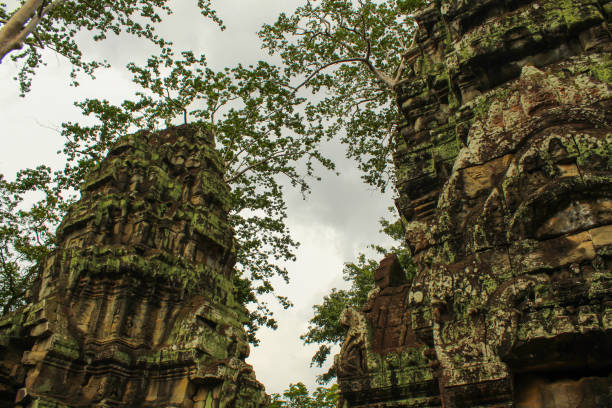 Ancient gallery of amazing Ta Prohm temple overgrown with trees. Mysterious ruins of Ta Prohm nestled among rainforest in Angkor, Siem Reap, Cambodia. Angkor is a popular tourist attraction.