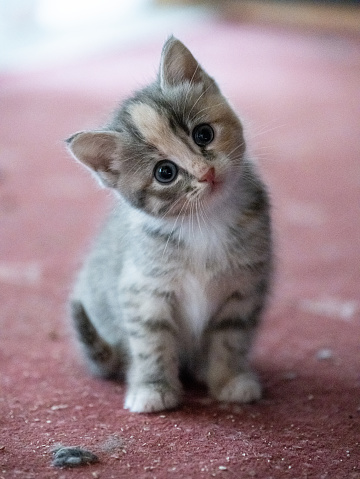 Cute grey kitten tilting its head looking into the camera.