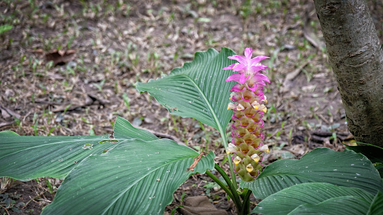 Pink purple wildflowers blooming in a tropical dense forest, flowers of a beautiful tree, wild nature background