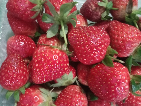 strawberries are always tempting