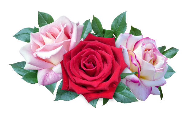 istock Red and pink rose flowers bouquet for wedding or greeting card 1753627285