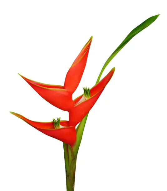 Photo of Red Heliconia bihai flower, bird of paradise flower