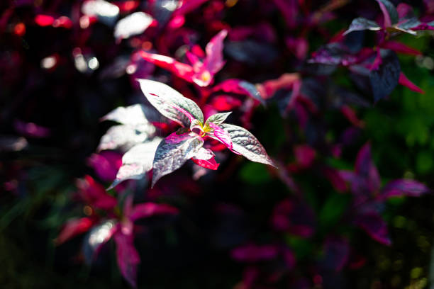 Close Up Look Of Aerva Sanguinolenta Planting With Its Bright Red Leaves Colour As Ground Cover In Outdoor Garden. Red Aerva Sanguinolenta (L.) Blume With A Natural Background.