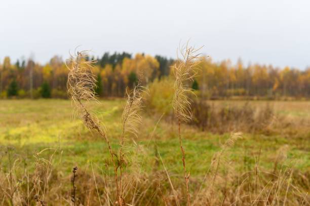 istock Field of dried wildflowers on a cloudy day 1753636173