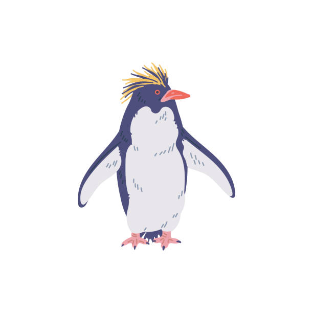 schopfpinguin, flache vektor-cartoon-illustration isoliert auf weiß. - antarctica penguin ice emperor stock-grafiken, -clipart, -cartoons und -symbole