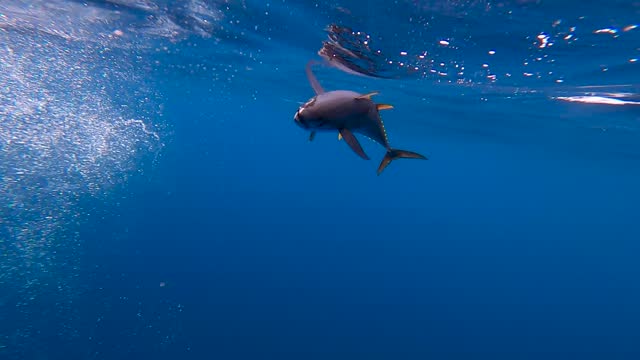underwater view of a tuna caught by a fisherman