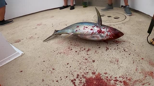 bloody tuna flopping in a boat deck