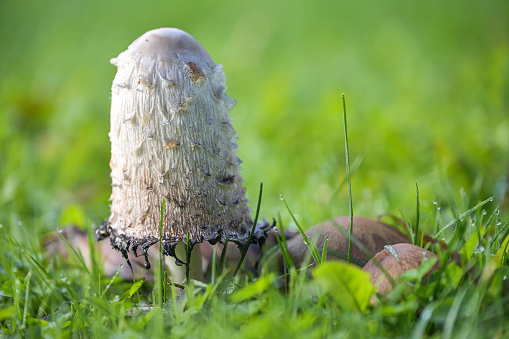 Shaggy ink cap mushroom (Coprinus comatus) growing in a green lawn, the gills beneath the white cap start to turn black and deliquesce into a liquid filled with spores, copy space, selected focus