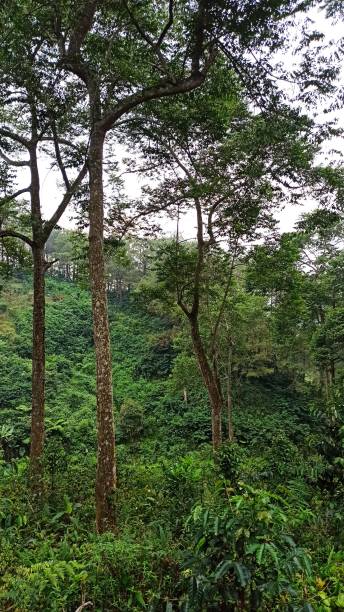Beautiful forest view on Puncak Pass Bogor at West Java in Indonesia
