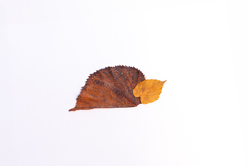 easy nature craft for kids, turtle made from leaves, ideas for autumn craft, DIY, tutorial, step by step instruction, a close up of a leaf on a white surface, minimalism,