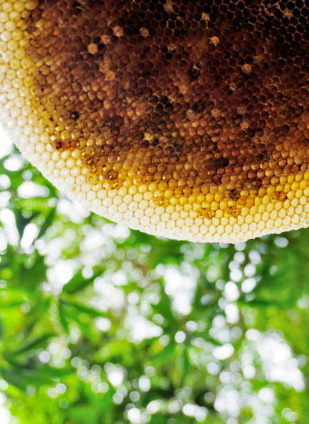 Plan rapproché en nid d’abeille avec fond d’arbre - Photo