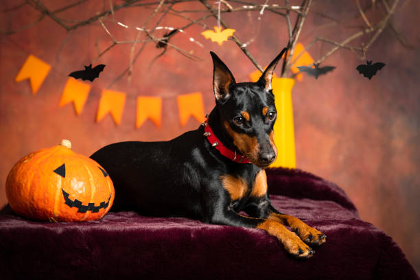 istock A miniature pinscher lies on a table next to a pumpkin in Halloween decorations 1753679187