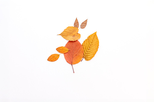 easy nature craft for kids, turtle made from leaves, ideas for autumn craft, DIY, tutorial, step by step instruction,