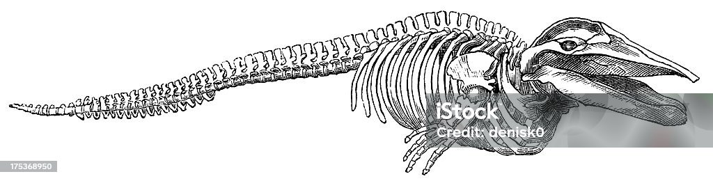 Skeleton Whale Rorquals are the largest group of baleen whales.  Whale stock illustration