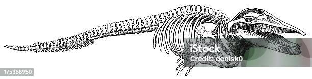 Skeleton Whale Stock Illustration - Download Image Now - Whale, Animal Skeleton, Animal