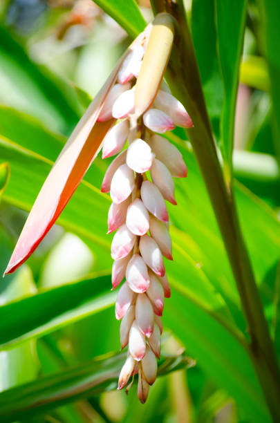 istock Beautiful Pink shell ginger (Alpinia zerumbet) flower in a botanical garden. 1753694812
