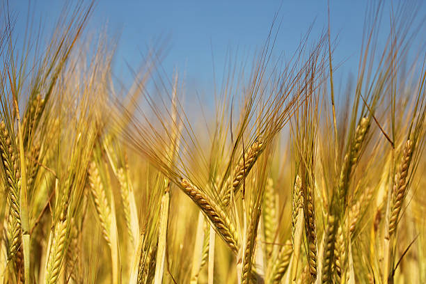 Yellow golden wheat on a grain field stock photo