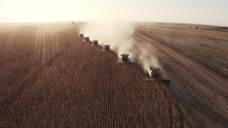 Harvesting of corn crops on agriculture field shot from above.