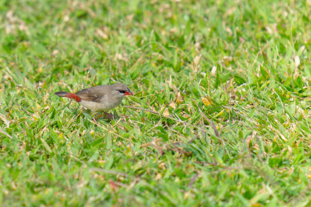 istock Small red munia female bird searching for seed in grass 1753706942