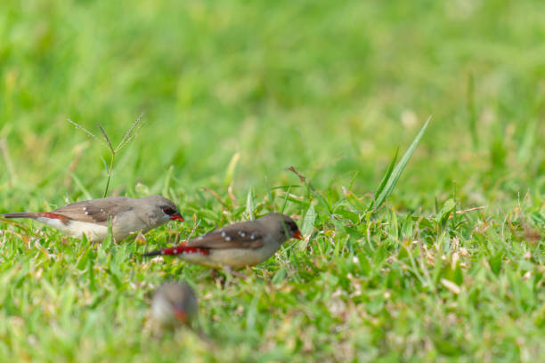Small red munia female bird searching for seed in grass