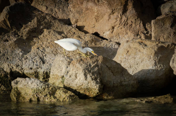 Reef heron in white morph Reef heron in white morph  searching on rocks in Fiji. egretta sacra stock pictures, royalty-free photos & images