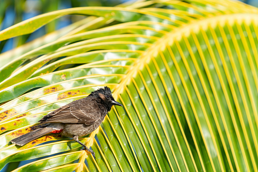 Red vented bulbul resting on palm frond.