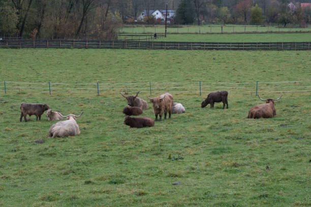 istock the highland cattle or kyloe in the open 1753709139
