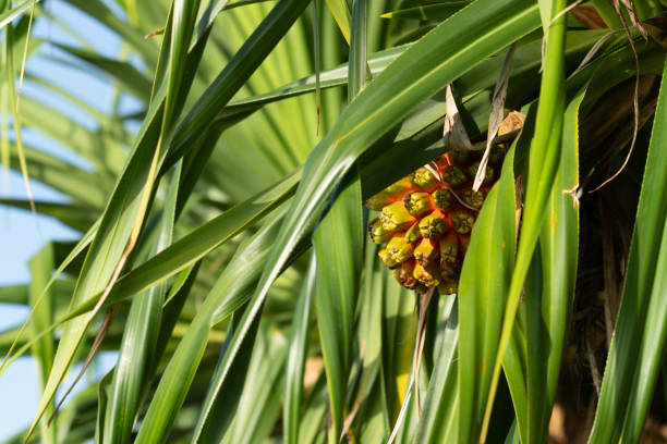 istock Green long pandanus leaves with fruit 1753709163