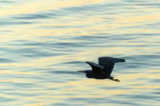 Eastern reef heron in silhouette flying low over water Eastern reef heron in silhlouette  flying low over golden blue rippled water in silhouette. egretta sacra stock pictures, royalty-free photos & images