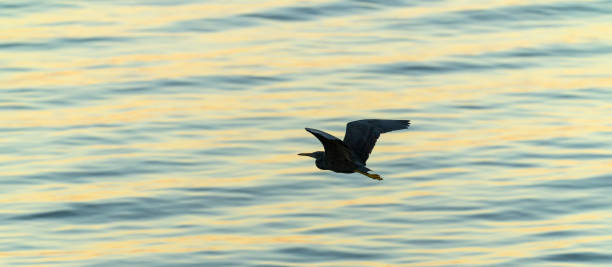 Eastern reef heron flying low over water Eastern reef heron flying low over golden blue rippled water in silhouette. egretta sacra stock pictures, royalty-free photos & images