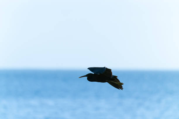 Dark gray reef heron in silhouette and flight across sea near horizon line. Dark gray reef heron in silhouette and flight across sea near horizon line.in Pacific Fiji. egretta sacra stock pictures, royalty-free photos & images