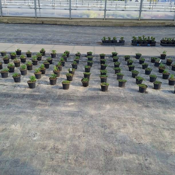 istock plant pot or flower pot 1753711438