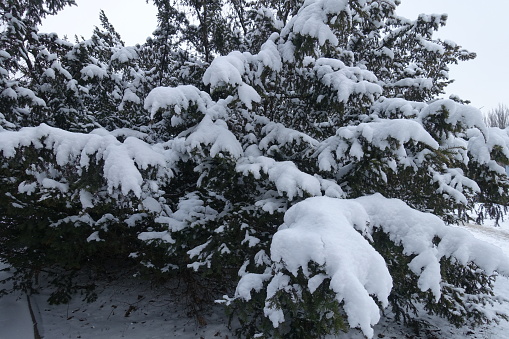 A lot of snow on branches of common yew shrub in January