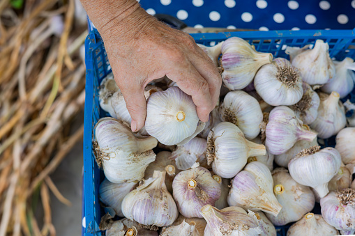 Hand of farmer sorts out harvested garlic crop. Agriculture concept. Autumn harvest. Veganuary.