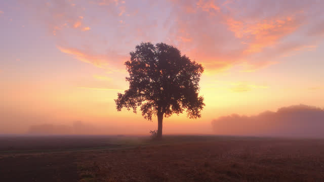 AERIAL Drone Moving Towards Solitary Tree Surrounded by Morning Fog in Rural at Sunrise