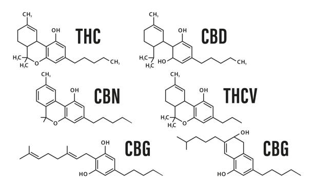 cbd、thc、cbn、cbg、thcv、cbcのマリファナの差分式の分子化学構造の視覚的描画。白い背景に分離型。ベクターイラスト - formula chemistry vector molecular structure点のイラスト素材／クリップアート素材／マンガ素材／アイコン素材