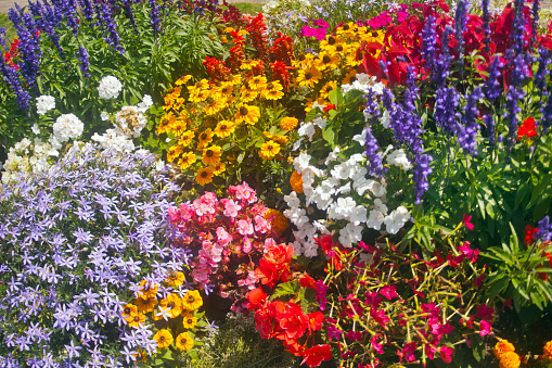 Beautiful view of hanging basket on white pillar with yellow purple pansies. Sweden.