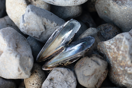 Empty open mussels shell on rocks. Selective focus. Stock photo