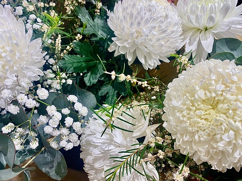 Horizontal close up of floral arrangement cream white chrysanthemum and dahlia flowers with baby’s breath fern branch and eucalyptus leaf in bloom
