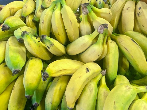 Horizontal close up full frame bunch of fresh picked sugar bananas yellow and green ripe and unripe sugar bananas in a heap