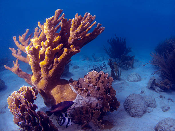 elkhorn coral (acropora palmata) - acropora palmata stockfoto's en -beelden