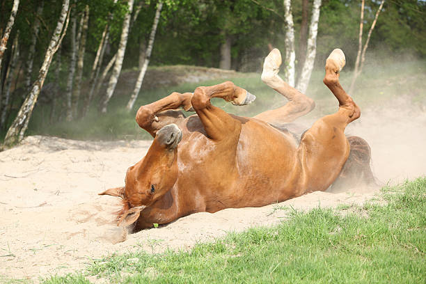 istock Chestnut horse rolling on the sand in hot summer 175374581