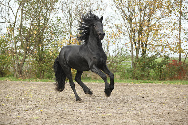 istock Black friesian stallion galloping on sand in autumn 175374590