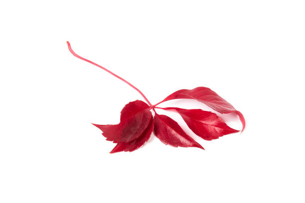 istock Branch of red leaves falling from a tree on a white background 1753752018
