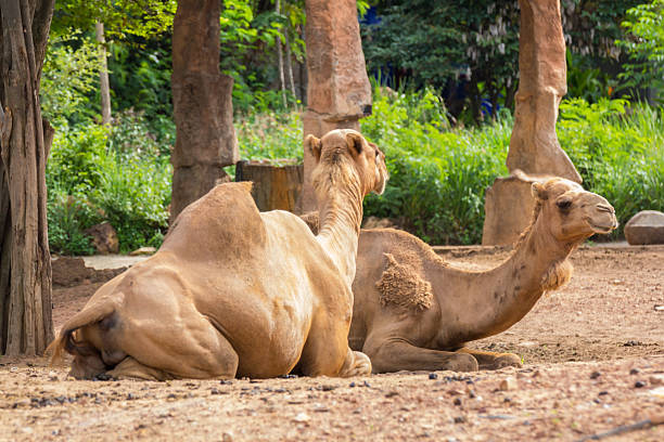 camels - bactrianus imagens e fotografias de stock