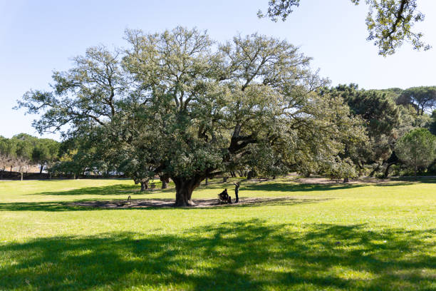 istock Big oak tree in a green park - a man sitting on bench under the tree and his girlfriend standing near him 1753767682