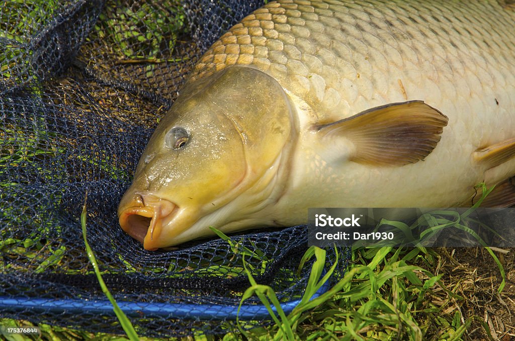 Carp Freshwater Fish Stock Photo - Download Image Now - Adult, Animal,  Backgrounds - iStock