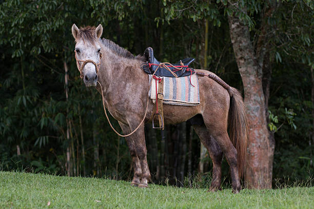 istock horse in the garden 175376858