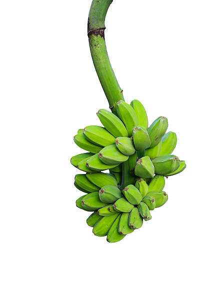 istock Bunch of ripening bananas on tree 175376956