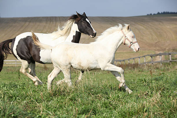 istock Albino and paint horse running 175377366